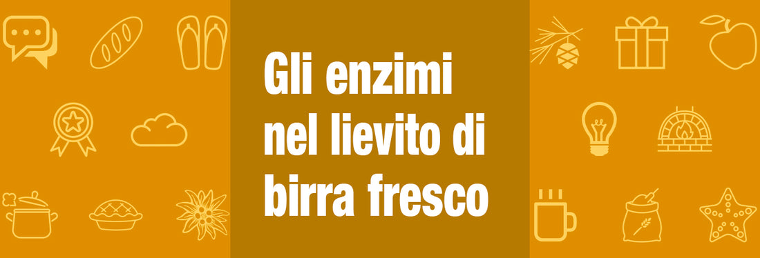 Gli Enzimi nel Lievito di Birra Fresco