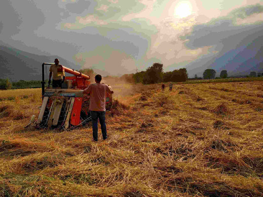 Gli agricoltori, custodi di un ricco patrimoniodi geni