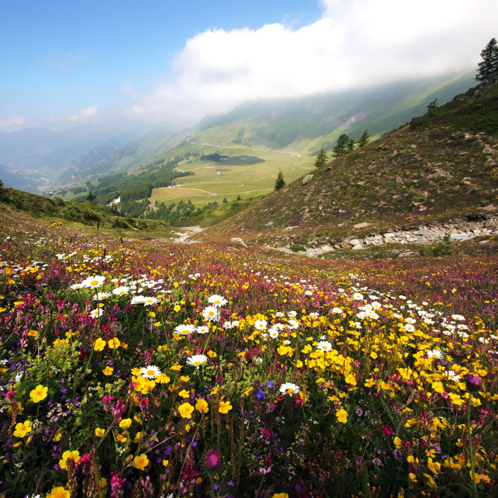 Parco naturale Orsiera Rocciavrè - Parchi Alpi Cozie
