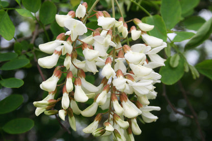 Miele di Acacia - 500g