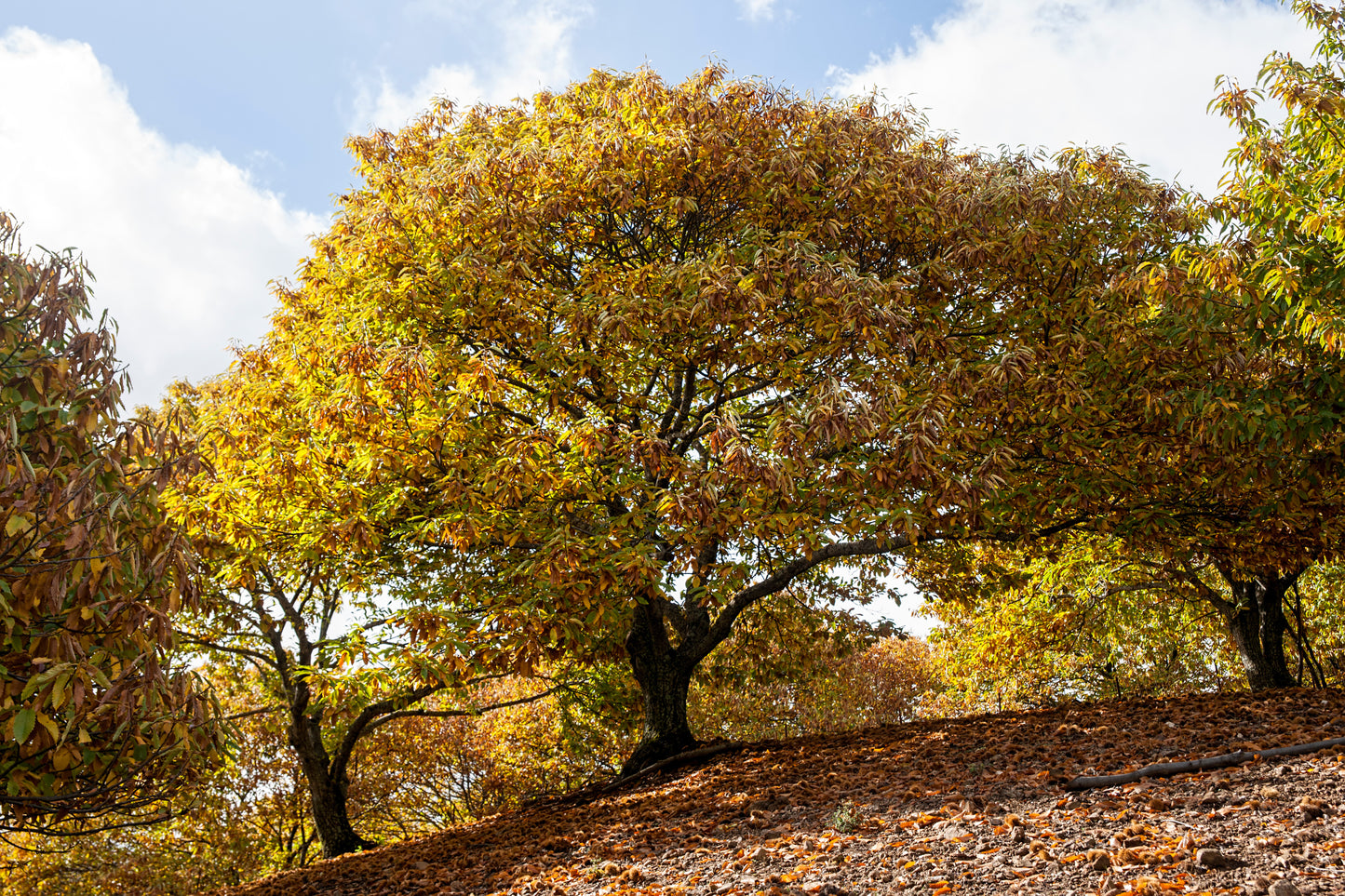 Miele di Castagno - 500g