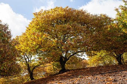 Miele di Castagno - 500g