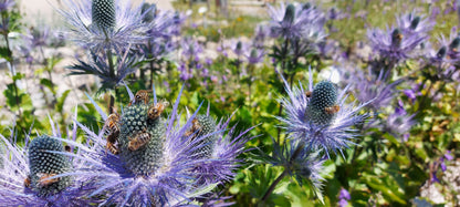 Miele di Millefiori - 500g